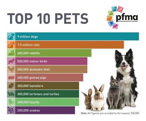 The 10 Best Pet